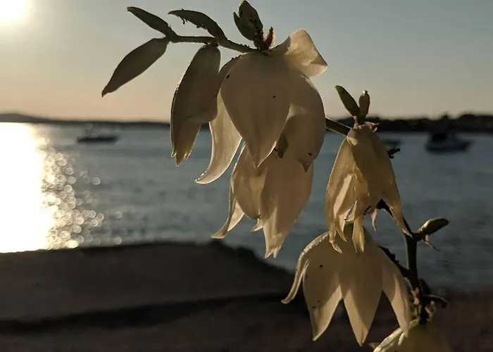 Croatia * Вир